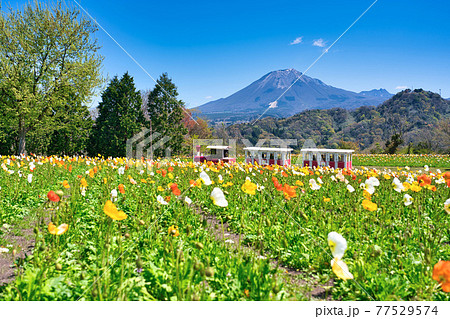 アイスランドポピーの咲く花の丘を走るフラワートレイン(鳥取県) アイスランドポピーの咲く花の丘を走るフラワートレイン(鳥取県) 77529574