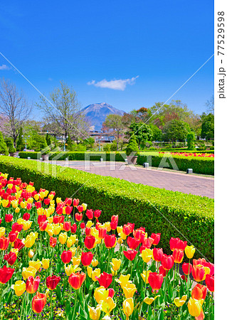 鮮やかなチューリップの花と大山（鳥取県） 77529598