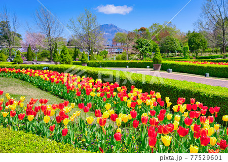 鮮やかなチューリップの花と大山(鳥取県) 鮮やかなチューリップの花と大山(鳥取県) 77529601