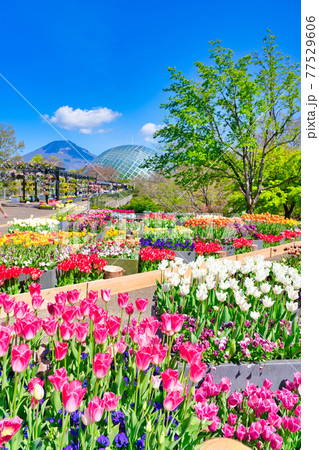 カラフルなチューリップの花とフラワードームと大山（鳥取県） 77529606