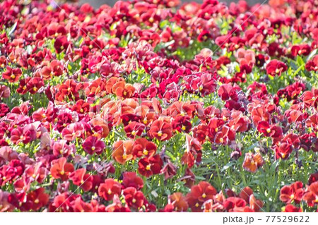 赤い花 77529622
