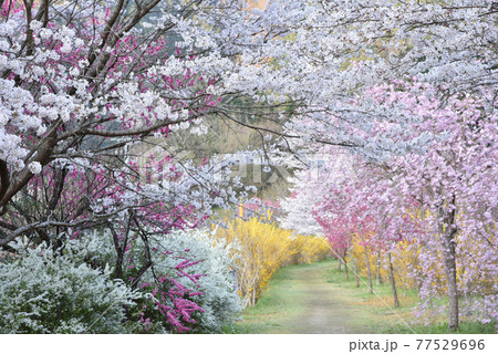 桜満開の安野花の駅公園　広島　春の景色 77529696