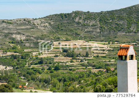 Early season in the wine-growing area of central Cyprus, beginning of vine growth Early season in the wine-growing area of central Cyprus, beginning of vine growth 77529764