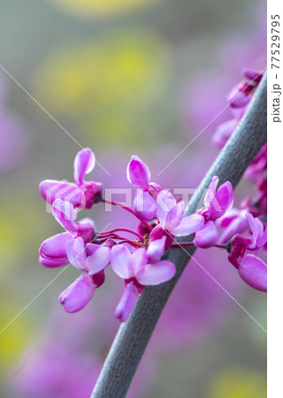 Blooming Cercis occidentalis in the mountains of Cyprus in spring Blooming Cercis occidentalis in the mountains of Cyprus in spring 77529795