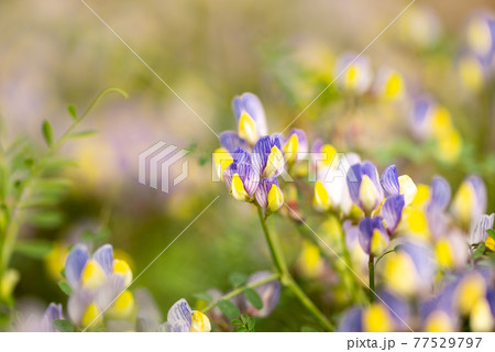 Yellow and blue wildflowers in sunny day Yellow and blue wildflowers in sunny day 77529797