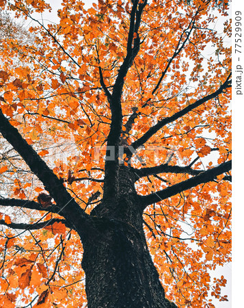 Ancient autumn oak tree with golden leaves on branches, low angle view Ancient autumn oak tree with golden leaves on branches, low angle view 77529909