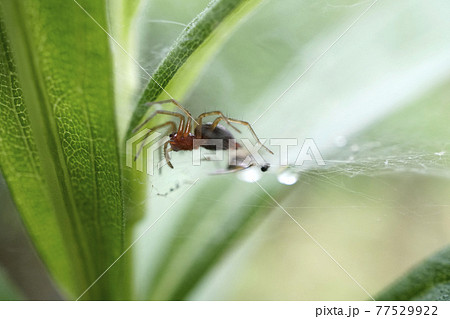 草はらの中のクサグモの子供 77529922