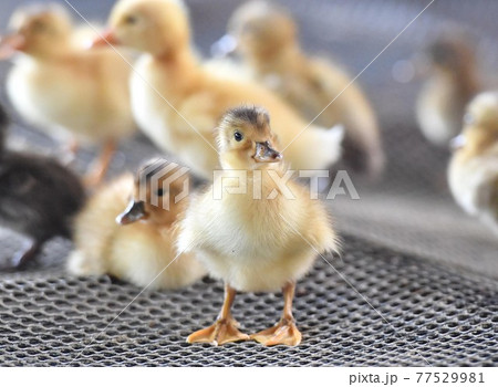 ひよこ 77529981