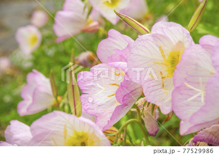 ピンク 花 グリーン 77529986