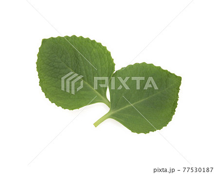 Green leaves Borag indian isolated on white background 77530187