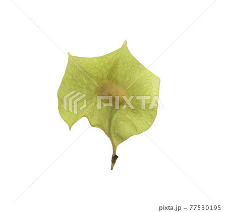 Pterocarpus macrocarpus seeds on white background. Pterocarpus macrocarpus seeds on white background. 77530195