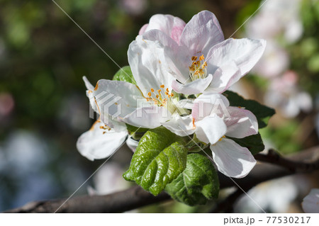 Branch of blooming apple tree in a spring orchard. 77530217