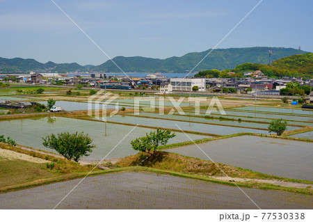 水田　瀬戸内海　列車(香川県さぬき市) 77530338