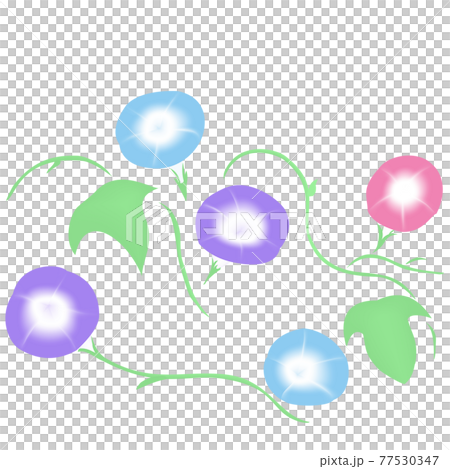 Illustrations of various Asagao and leaves 77530347