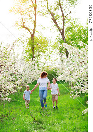mother with sons walks in flowering garden. mother with sons walks in flowering garden. 77530359