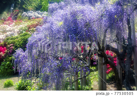 あしかがフラワーパークの藤の花 あしかがフラワーパークの藤の花 77530505