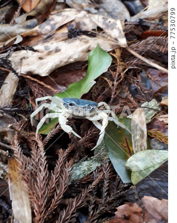 沢ガニ（青い甲羅） 77530799