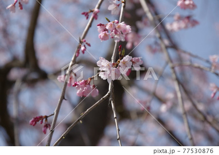 鍋田川付近の春 鍋田川付近の春 77530876
