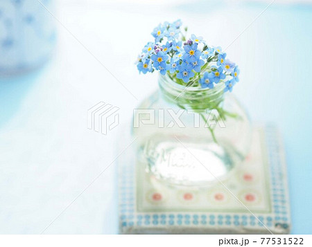 ガラス瓶に挿した忘れな草 77531522