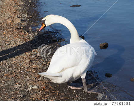 湖のほとりで休憩するコブハクチョウ 77531581