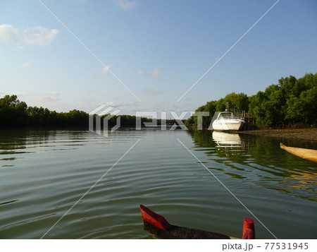 ベタニア村に向かうピローグの上からの川の景色(マダガスカル・モロンダバ) ベタニア村に向かうピローグの上からの川の景色(マダガスカル・モロンダバ) 77531945