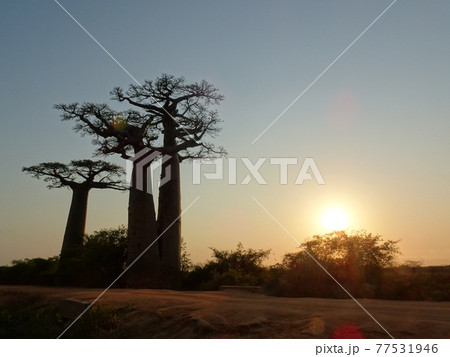 朝日に照らされた早朝のバオバブ街道の景色(マダガスカル・モロンダバ) 朝日に照らされた早朝のバオバブ街道の景色(マダガスカル・モロンダバ) 77531946