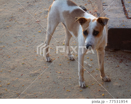 バオバブ街道で散歩している野良犬(マダガスカル・モロンダバ) バオバブ街道で散歩している野良犬(マダガスカル・モロンダバ) 77531954