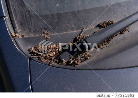 Dirty car, branches on the hood, dusty windshield. Abandoned car on the street. Dirty car, branches on the hood, dusty windshield. Abandoned car on the street. 77531963