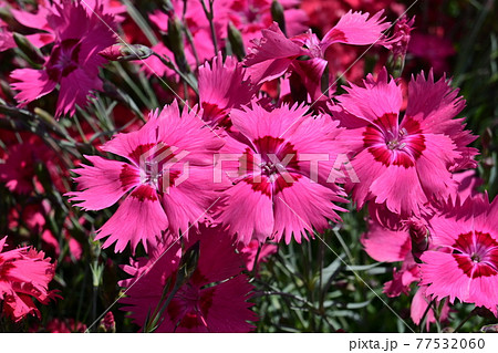 タツタナデシコ(スイートネス)の花々 タツタナデシコ(スイートネス)の花々 77532060