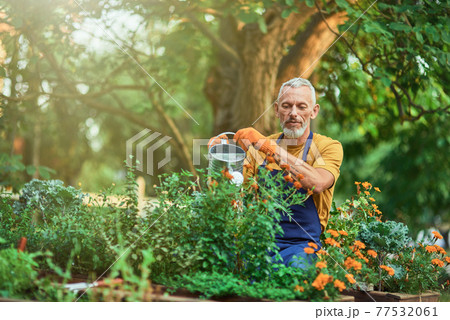 Cheerful middle aged caucasian man watering plants Cheerful middle aged caucasian man watering plants 77532061