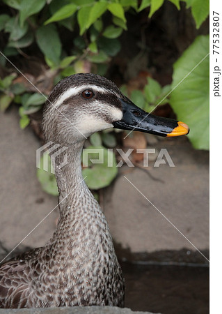 カルガモ カルガモ 77532807