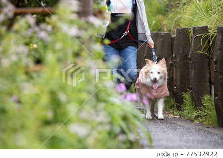 雨合羽を着て雨の中を散歩するボーダーコリー 雨合羽を着て雨の中を散歩するボーダーコリー 77532922