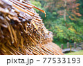 藁の屋根からしずくの滴るきれいな風景写真です。 77533193