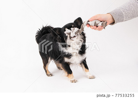 紐のおもちゃで遊ぶ黒いロングコートチワワ 77533255