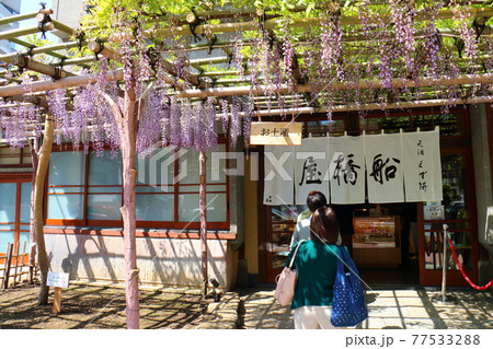 東京都江東区亀戸の船橋屋くず餅　藤まつり 77533288