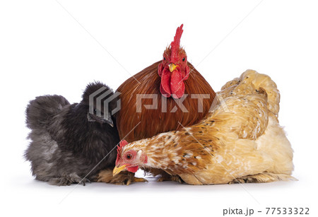 Chickens and rooster on white background 77533322