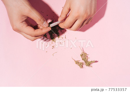 Hands making herbal dry Marijuana Cigarettes on pastel pink background with hard shadows. Flat lay 77533357