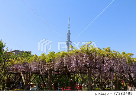 東京都江東区亀戸にある亀戸神社の藤まつり　平橋と太鼓橋とスカイツリー　女橋 77533499
