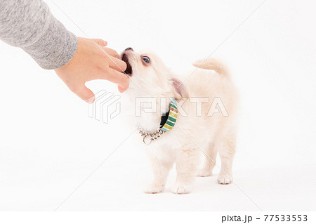 甘噛みをする3ヶ月のクリーム色のロングコートチワワ 77533553