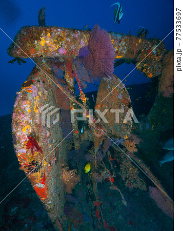 沈没船のスクリューと周辺に生えるウミウチワ (シミラン諸島、タイ王国) 77533697