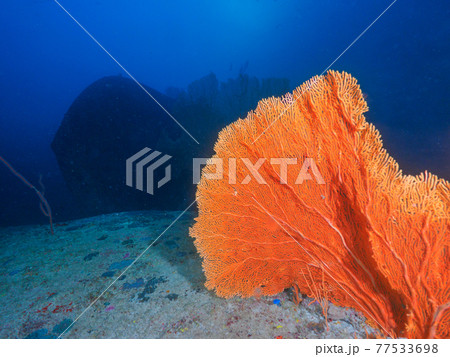 大きなウミウチワと背後に横たわる沈没船 (シミラン諸島、タイ王国) 77533698
