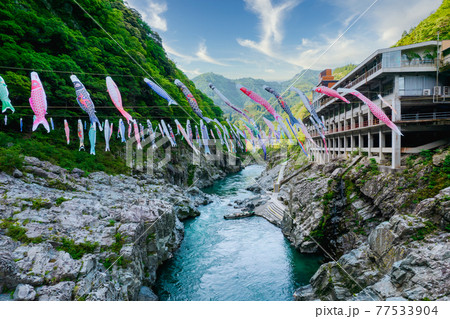 大歩危峡を泳ぐ鯉のぼり 大歩危峡を泳ぐ鯉のぼり 77533904