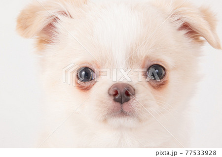 涙焼けをしたロングコートチワワの子犬 77533928