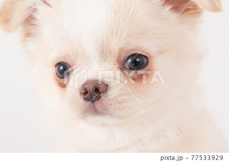 涙焼けをしたロングコートチワワの子犬 77533929
