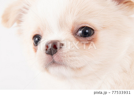 涙焼けをしたロングコートチワワの子犬 77533931