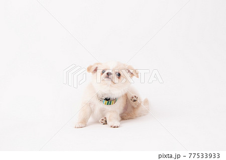 初めて首輪をして慣れない子犬のロングコートチワワ 初めて首輪をして慣れない子犬のロングコートチワワ 77533933