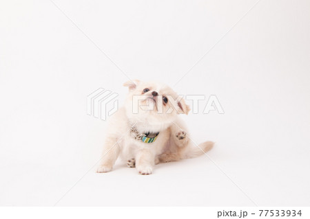 初めて首輪をして慣れない子犬のロングコートチワワ 初めて首輪をして慣れない子犬のロングコートチワワ 77533934