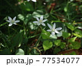 優しい光に中に咲く白い花 77534077