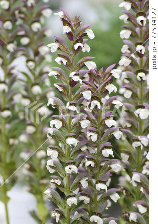 アカンサスの花が咲いています。学名はAcanthus mollisです。 77534127