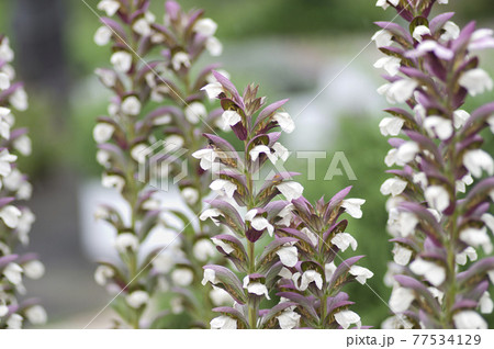 アカンサスの花が咲いています。学名はAcanthus mollisです。 アカンサスの花が咲いています。学名はAcanthus mollisです。 77534129